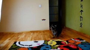 КАК КОТ и ЕНОТ РЕАГИРУЮТ на ИГРУШКИ ПОДБОРКА ЛУЧШЕГО ЗА ГОД