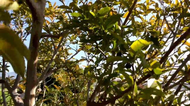 TheFruitNerd - Apple Guava (Psidium guajava) I'll Plant This Beautiful Tropical Fruit For you