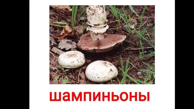 Грибы.