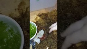 содержание озёрной лягушки