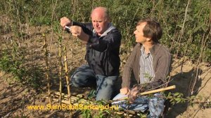 Декоративная, спиральная форма штамба (ствола)