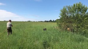 Обучение легавой работать верхним чутьем.