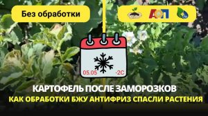 Картофель_БЖУ Антифриз_08.05.24