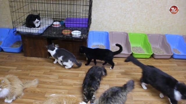 Приют бездомных животных "Хвостики" #cats / АКЦИЯ ДОБРА в помощь бездомным животным | Серба ТВ смотреть онлайн