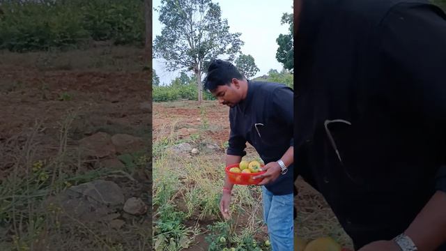 Tomatoes harvesting...from my farm house