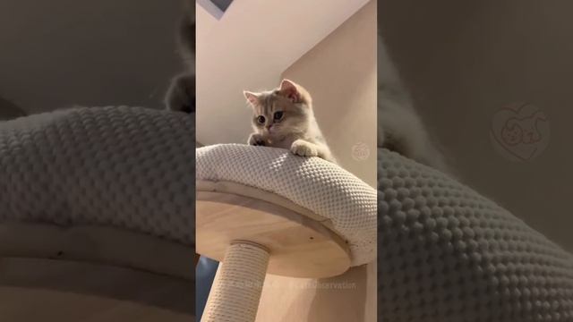 ДомашниеПитомцы