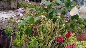 Firebush / Hamelia Plant Sunflower Madhabilata Kath Golap Allamanda Clematis Plants At Galiff Stree