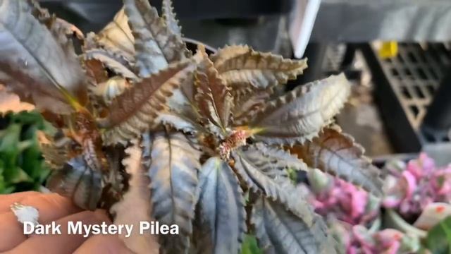 Plant Shopping at Walmart Big Box Store || HUGE SNAKE PLANTS, RAINDROP PEPEROMIA & TRICOLOR GINNY смотреть онлайн