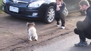 Wild Koala crossing the road.  Дикий Коала переходит дорогу. Австралия