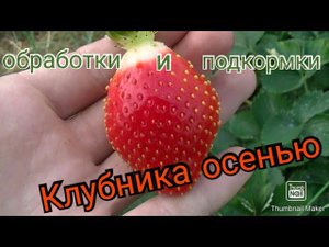 Клубника осенью на участке. Клубника Азия, подкормки и обработки.
