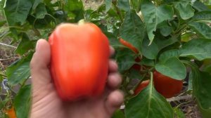 ПОЛНАЯ ПОЭТАПНАЯ ИНСТРУКЦИЯ ПО ВЫРАЩИВАНИЮ  БОЛГАРСКОГО ПЕРЦА ОТ СЕМЯН ДО СБОРА УРОЖАЯ