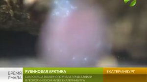Кристалл «Рубиновая роза» поразил многих