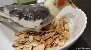 рацион попугая корелли