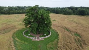 Дуб которому 600 лет. Нестеровский район. Достопримечательности Калининградской области. Коорлдинаты