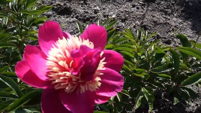 Пион POM POM смотреть онлайн