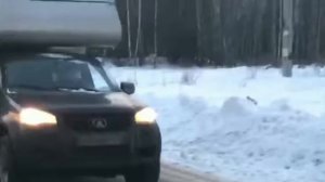 Жилой модуль на кузов пикапа.Как вам?