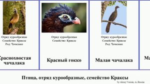 Птица, отряд курообразные, семейство Краксы пенелопа чачалака абурри bird Обыкновенная Красный