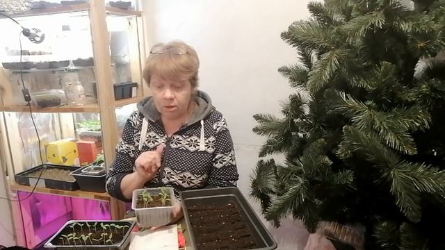 Томаты посев на рассаду.Уход после всходов. смотреть онлайн
