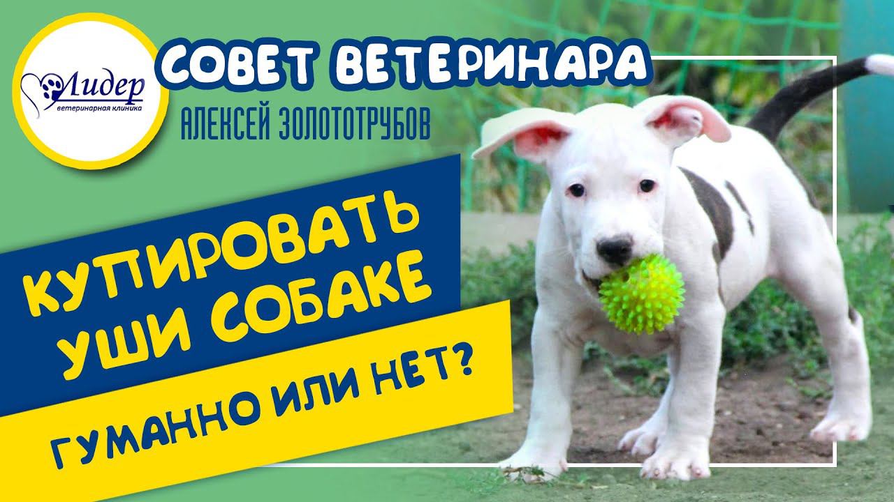 Купировать уши собаке. Гуманно или нет? Совет ветеринара. Алексей Золототрубов
