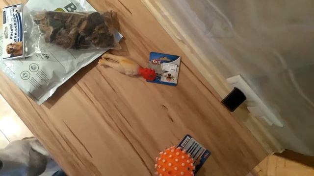 ДЖЕК РАССЕЛ ИГРУШКИ И ЕДА #1 смотреть онлайн