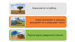 "Виды корней и типы корневых систем"