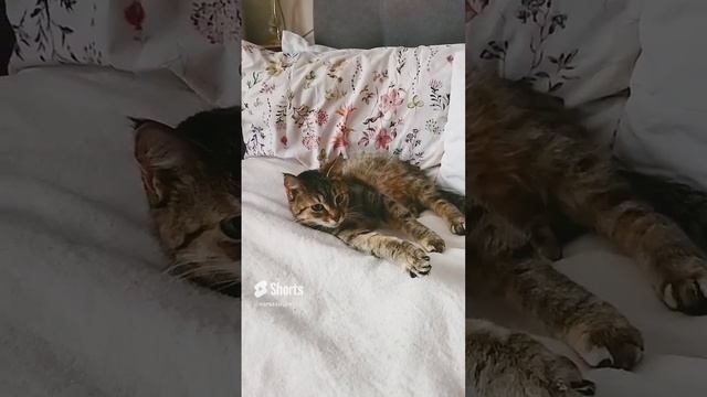 три кота