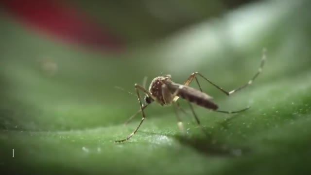 Безобидный комариный укус может стать причиной острой аллергии