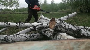 пилю валежник