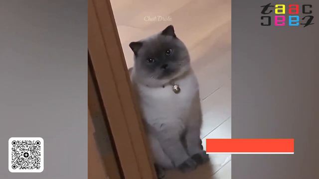 СМЕШНЫЕ КОШКИ И СОБАКИ #1. Забавные ЖИВОТНЫЕ.  7 минут Смеха.  ЛУЧШИЕ ПРИКОЛЫ  ПРИКОЛЫ ИЗ СОЦСЕТЕЙ