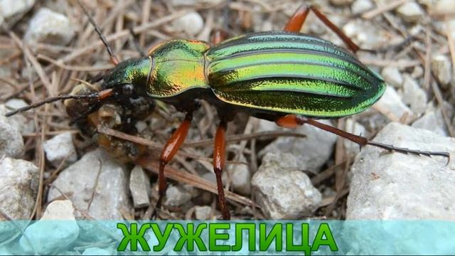 Насекомые для детей 5-7-9 лет| Насекомые для дошкольников и младших школьников