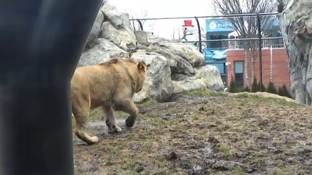 3 Lion Cubs & Older Brother Pilipili - Lincoln Park Zoo African Lion Pride - Chicago 12/30/2023 смотреть онлайн