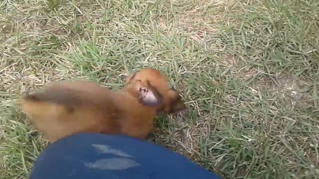 Пти брабансон щенки. Май 2018 смотреть онлайн