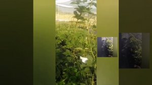Еживика будущее ягодного бизнеса????