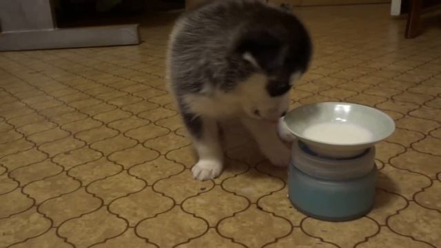 Husky puppy Knight of Blizzard feeding - Кормление щенка - Хаски Найт кушает самостоятельно смотреть онлайн
