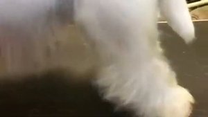 тримминг вест Хайленд Уайт терьера , фрагмент