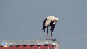 Творожное озеро. Юные волны