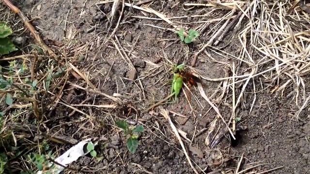 Great golden digger wasp, sphex experiment #1 смотреть онлайн