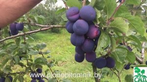 Слива сорт КРОМАНЬ. Описание.