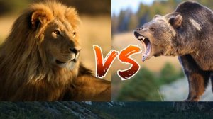 #Лев против Гризли// Lion against grizzly// Animals Battle//