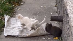 В мире животных ВОСПИТАНИЕ 2