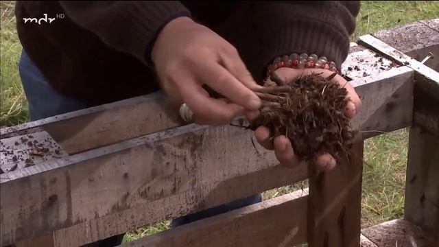 Das Kompostexperiment | MDR смотреть онлайн