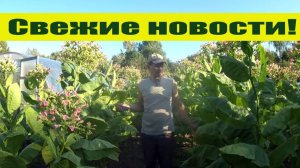 СВЕЖИЕ НОВОСТИ деревенского хозяйства и "Урожайного огорода 2021"!