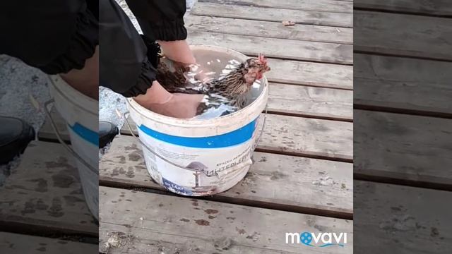 Как отучить курицу парить яйца