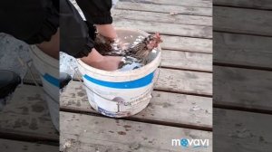 Как отучить курицу парить яйца