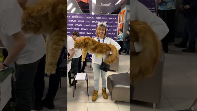 Vinsent Vega -maine coon cats show