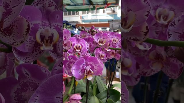 #Viral#Trending Beautiful Orchid ||Radiance Purple Phalaenopsis Orchid.