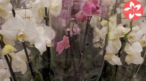 Магазин Globus в Красногорске обзор орхидей