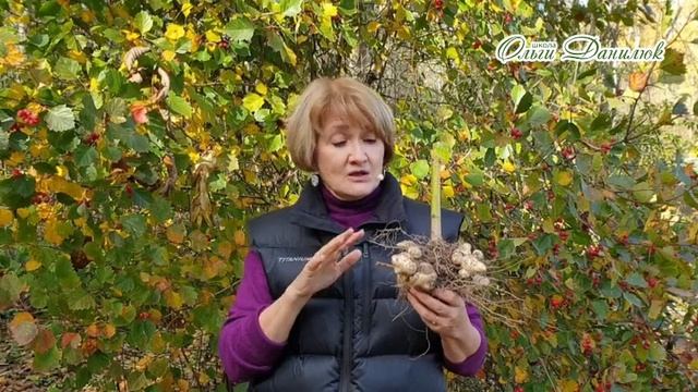Знаменитая земляная груша - топинамбур