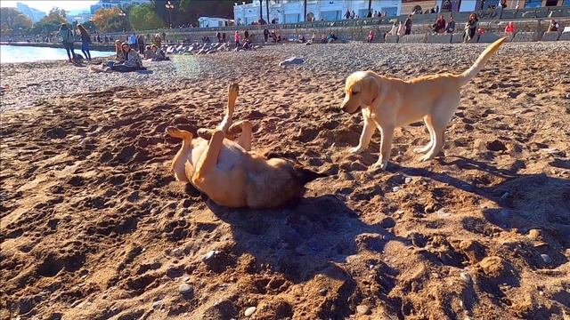 ?ЯЛТА НАБЕРЕЖНАЯ ВЫХОДНОЙ ДЕНЬ. КРЫМ ОСЕНЬЮ смотреть онлайн