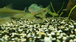 Речные рыбы в аквариуме/Кормление